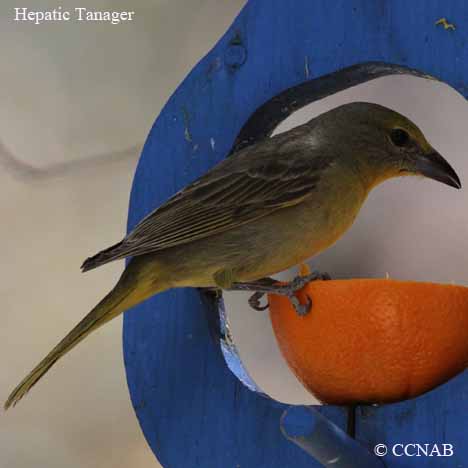 Hepatic Tanager