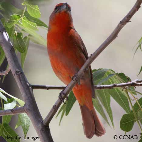 Hepatic Tanager