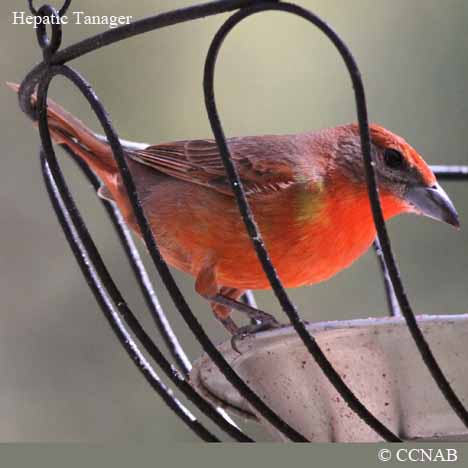 Hepatic Tanager