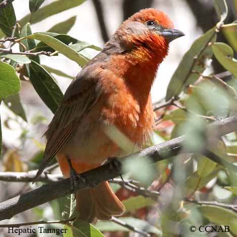 Birds of North America