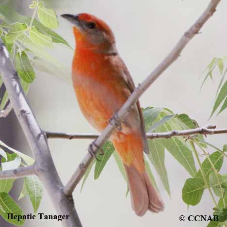 Hepatic Tanager