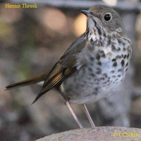 Birds of North America