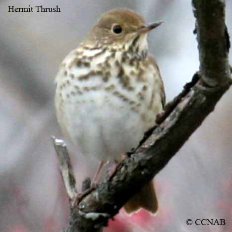 Hermit Thrush