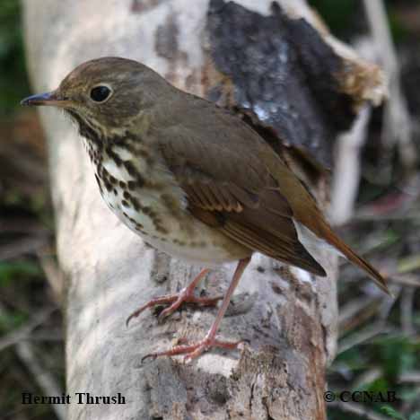 Hermit Thrush