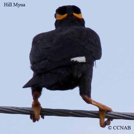 Hill Myna