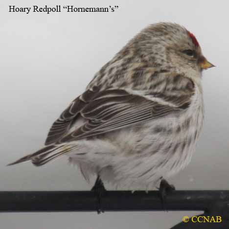 Hornemann's Hoary Redpoll