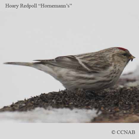 Hornemann's Hoary Redpoll