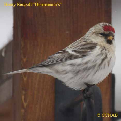 Hornemann's Hoary Redpoll