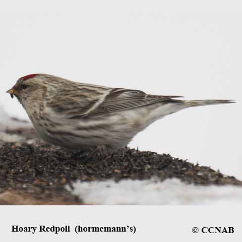 Hornemann's Hoary Redpoll