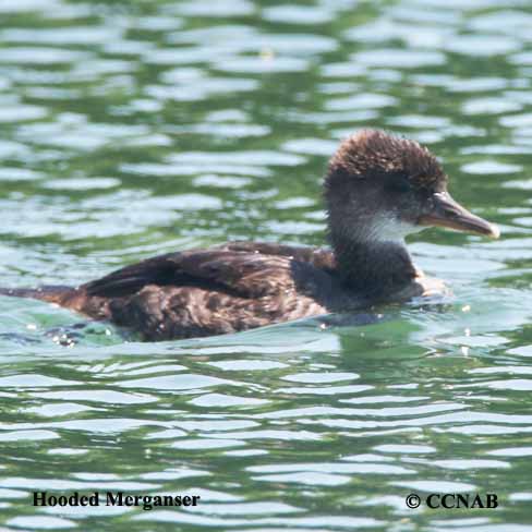 Hooded Merganser