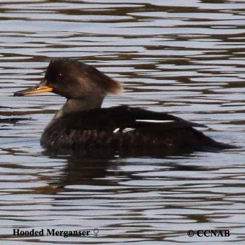 Hooded Merganser