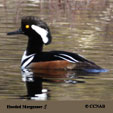 Hooded Merganser