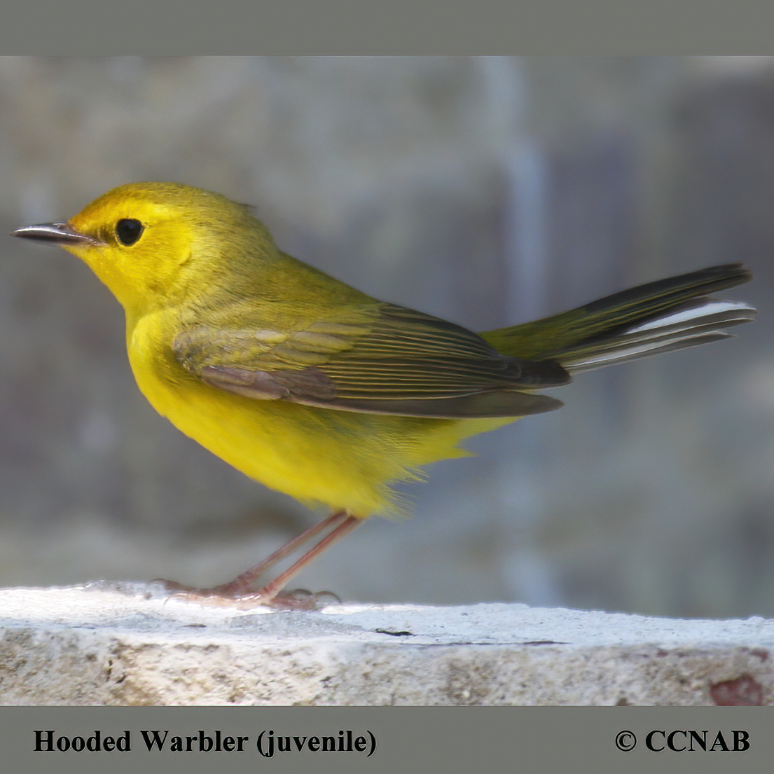 Hooded Warbler North American Birds Birds of North America