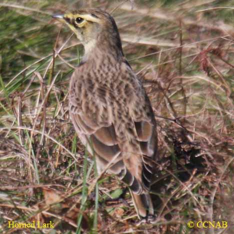 Horned Lark