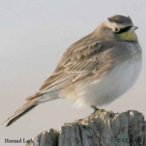 Birds of North America