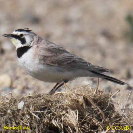 North American Larks
