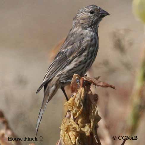 House Finch