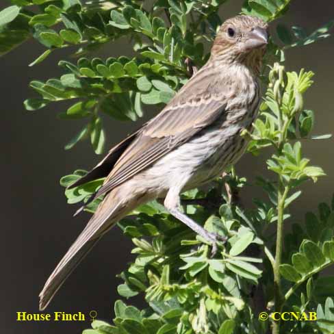 House Finch