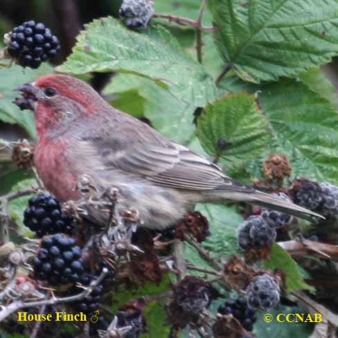 House Finch