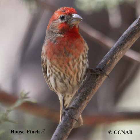 House Finch