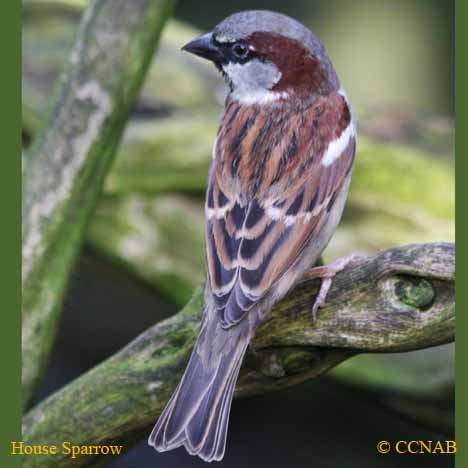 House Sparrow