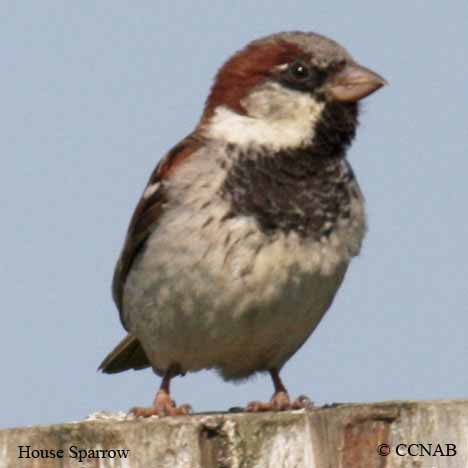 House Sparrow