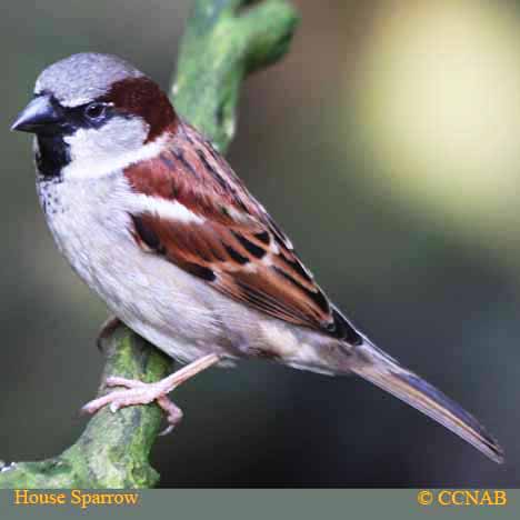 Birds of North America