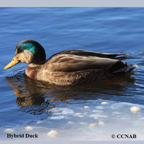 Hybrid_Ducks