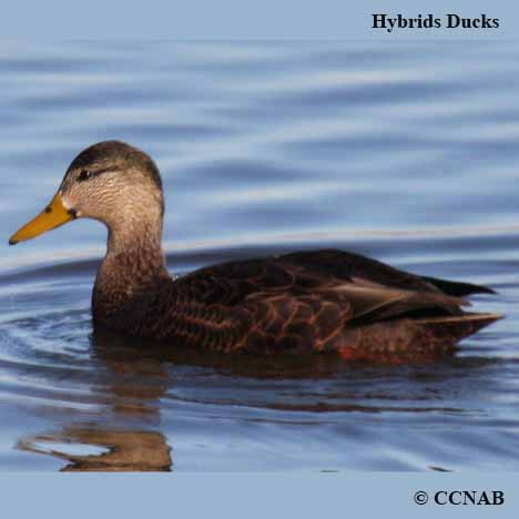 Hybrid_Ducks