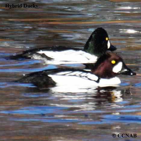 Hybrid_Ducks