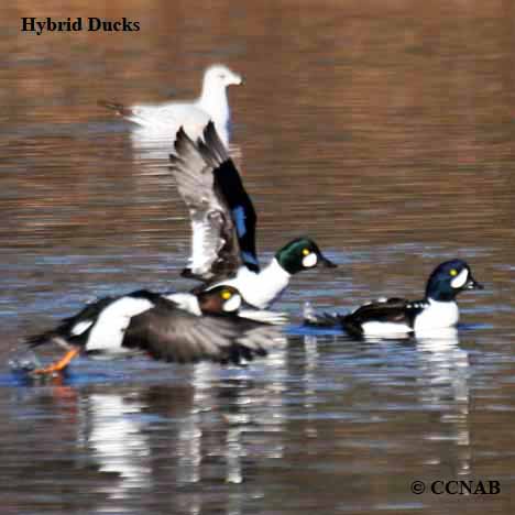 Hybrid_Ducks