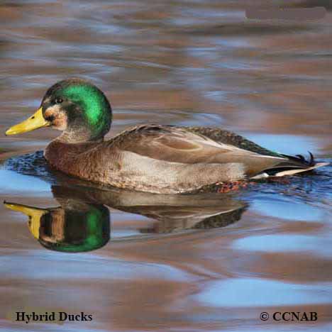 Birds of North America