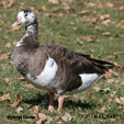 Hybrid Goose