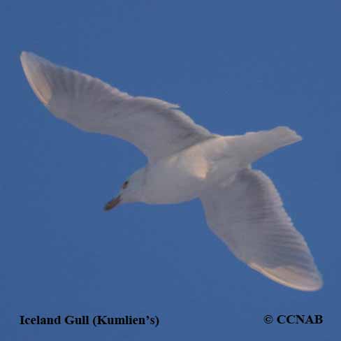 Iceland Gull (Kumlien's)