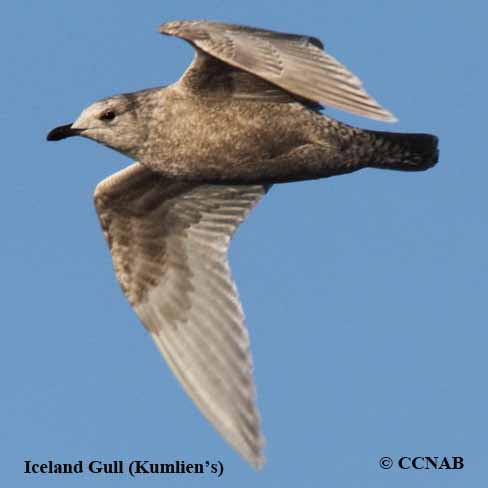 Iceland Gull (Kumlien's)