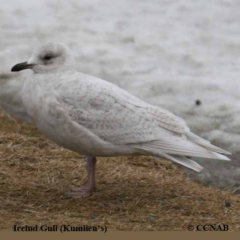 Iceland Gull (Kumlien's)