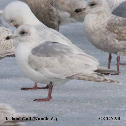 Iceland Gull (Kumlien's)