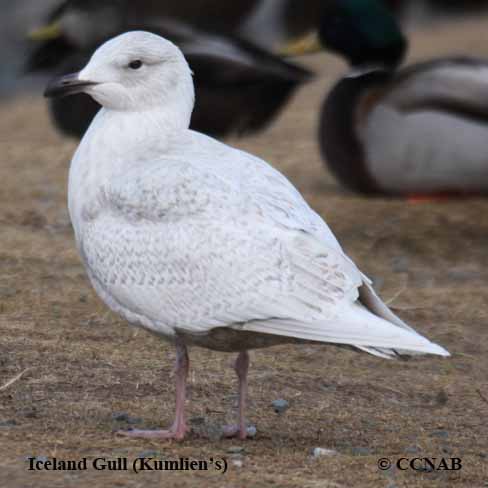 Iceland Gull (Kumlien's)