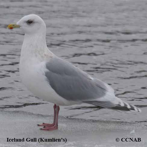 Iceland Gull (Kumlien's)