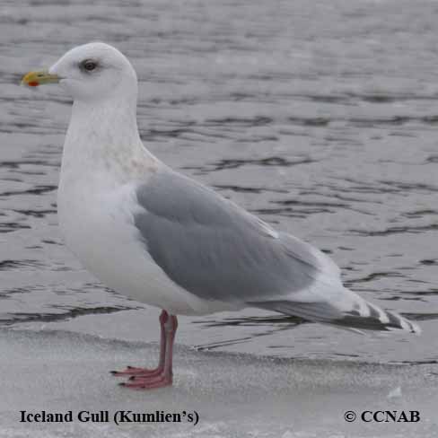 Birds of North America