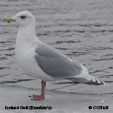Iceland Gull (Kumlien's)