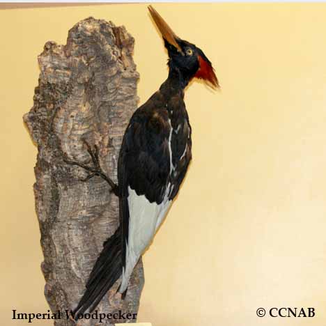 Imperial Woodpecker