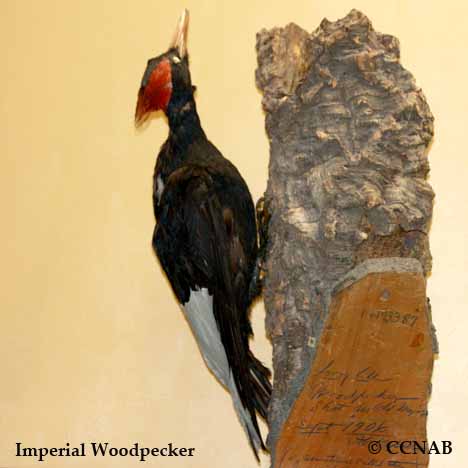 Imperial Woodpecker