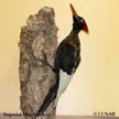 Imperial Woodpecker