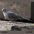 Inca Dove