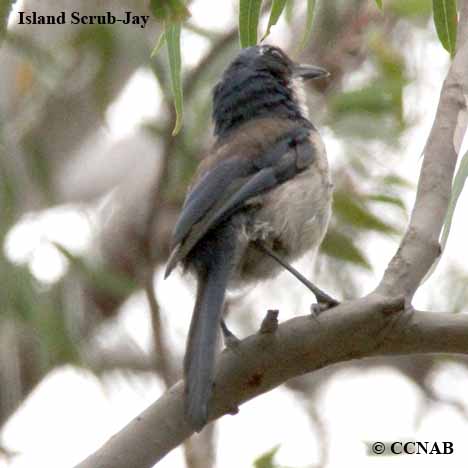 Birds of North America