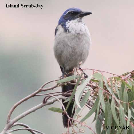 Island Scrub-Jay