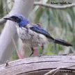 Island Scrub-Jay
