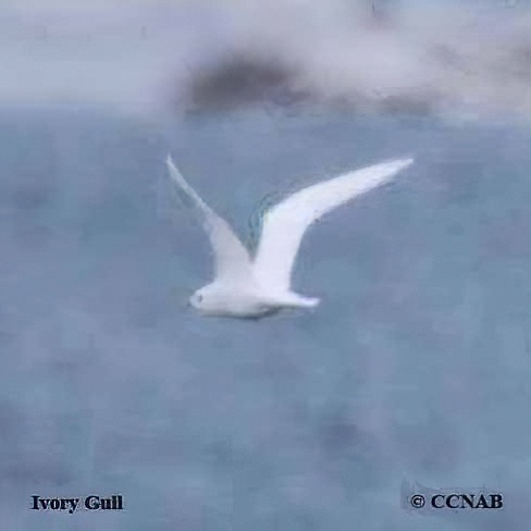 Birds of North America
