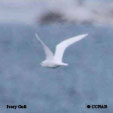 Ivory Gull